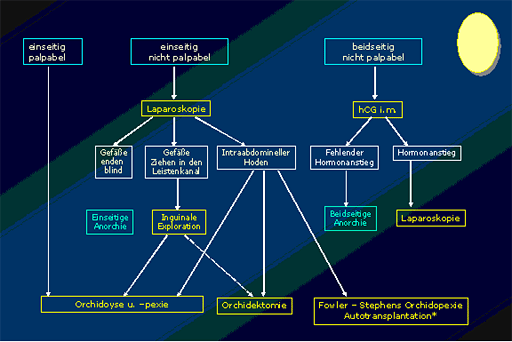 Algorythmus der diagnostischen und therapeutischen Vorgangsweise